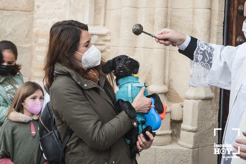 GALERÍA / VÍDEO: Perros, gatos, tortugas y periquitos reciben el agua bendita de San Antón a las puertas de Santiago