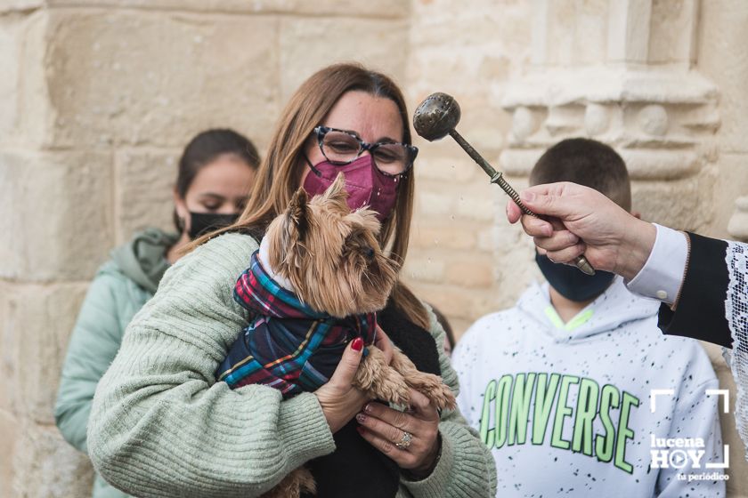 GALERÍA / VÍDEO: Perros, gatos, tortugas y periquitos reciben el agua bendita de San Antón a las puertas de Santiago