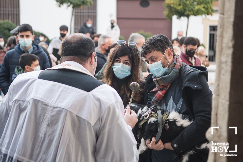 GALERÍA / VÍDEO: Perros, gatos, tortugas y periquitos reciben el agua bendita de San Antón a las puertas de Santiago