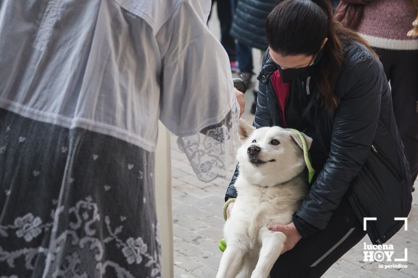GALERÍA / VÍDEO: Perros, gatos, tortugas y periquitos reciben el agua bendita de San Antón a las puertas de Santiago GALERÍA / VÍDEO: Perros, gatos, tortugas y periquitos reciben el agua bendita de San Antón a las puertas de Santiago