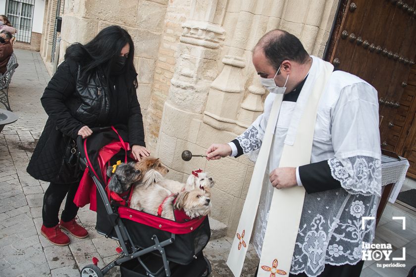 GALERÍA / VÍDEO: Perros, gatos, tortugas y periquitos reciben el agua bendita de San Antón a las puertas de Santiago