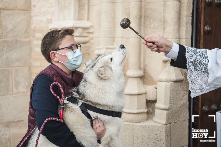 GALERÍA / VÍDEO: Perros, gatos, tortugas y periquitos reciben el agua bendita de San Antón a las puertas de Santiago