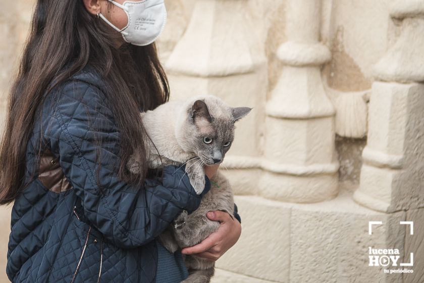 GALERÍA / VÍDEO: Perros, gatos, tortugas y periquitos reciben el agua bendita de San Antón a las puertas de Santiago