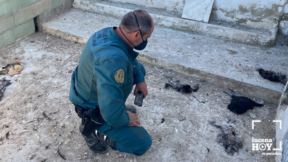  Uno de los agentes observa algunas de las gallinas muertas en el recinto 