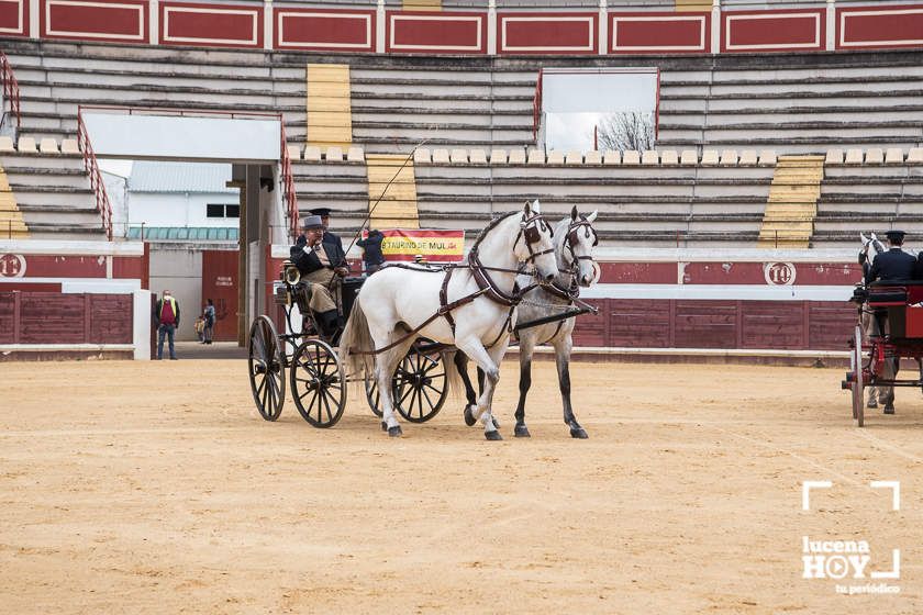 GALERÍA: Álex Mariscal derrocha oficio y maestría para llevarse por segundo año consecutivo el Bolsín Taurino de Lucena