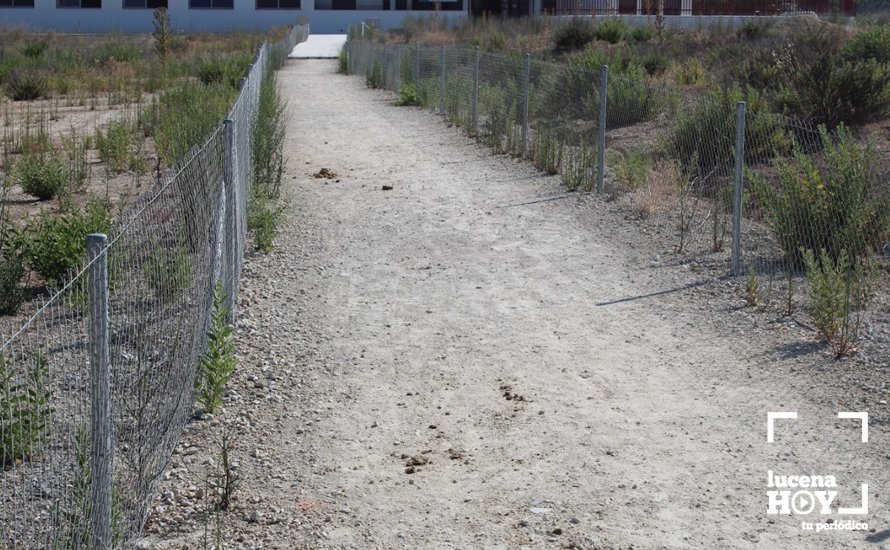 CAMINO DEL COLEGIO DE LAS NAVAS